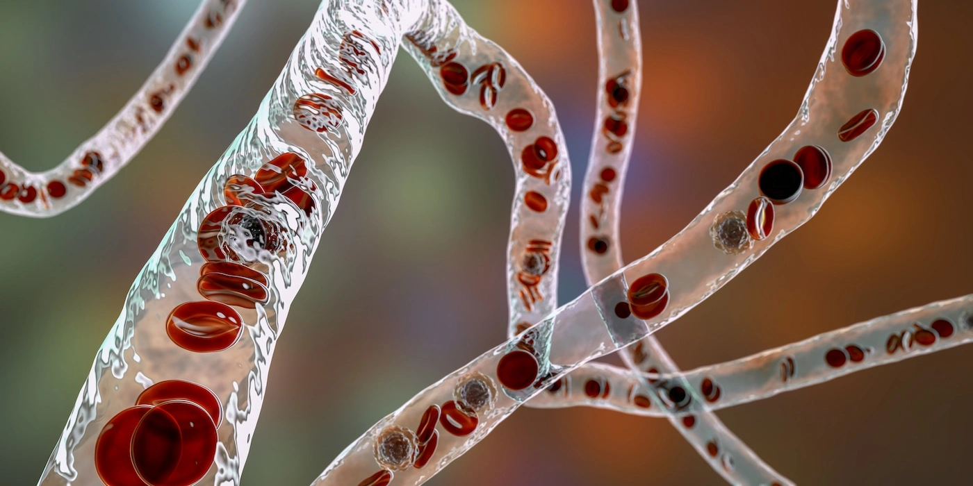 Red blood cells moving in single file fashion through thin delicate translucent capillary schematic depiction