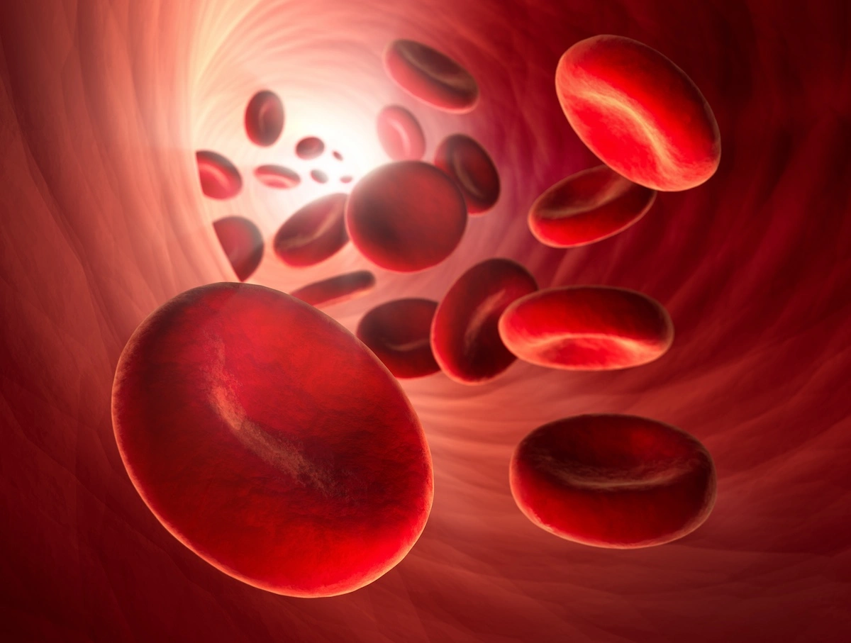 Red blood cells flowing inside capillary close-up schematic depiction