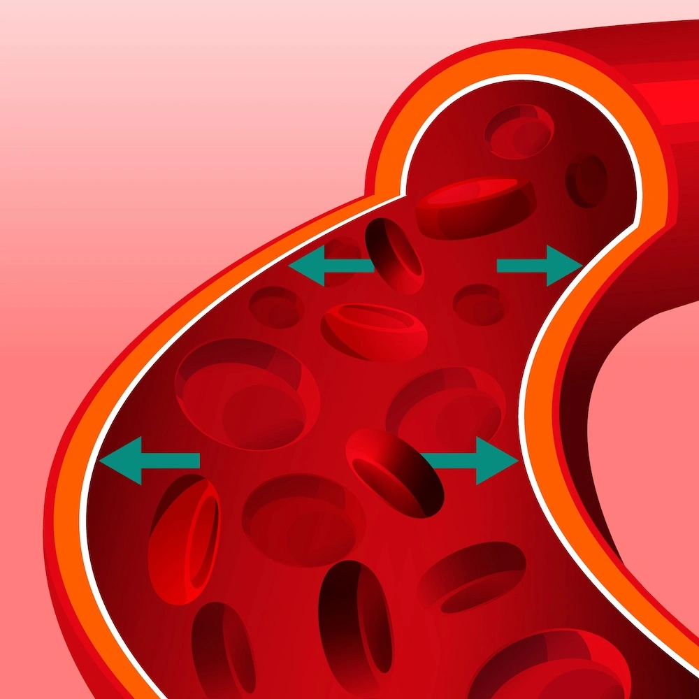 Red blood cells flow within boundary not touching vessel wall