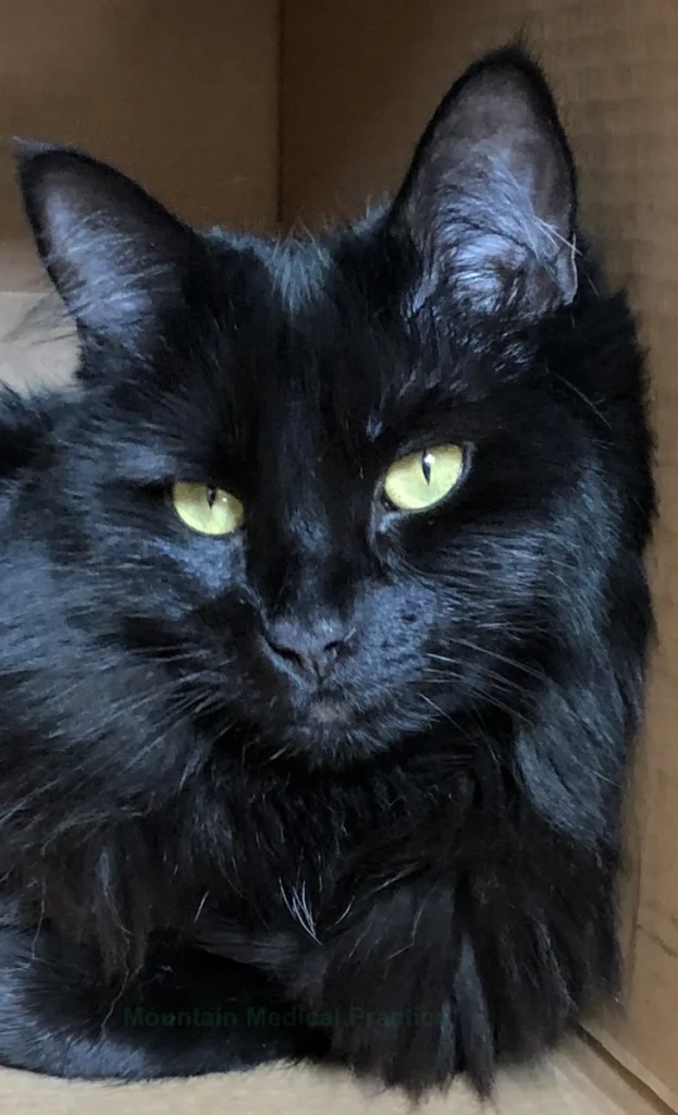 Black cat with bright yellow eyes looking straight on