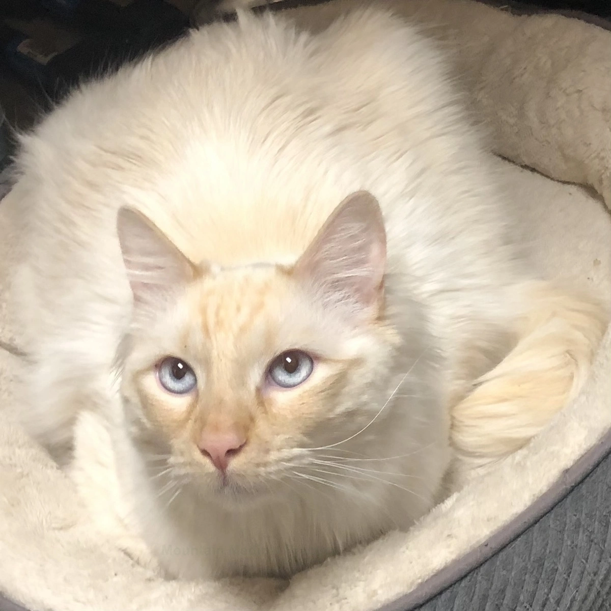 Flame Point Siamese cat with blue eyes looking straight on