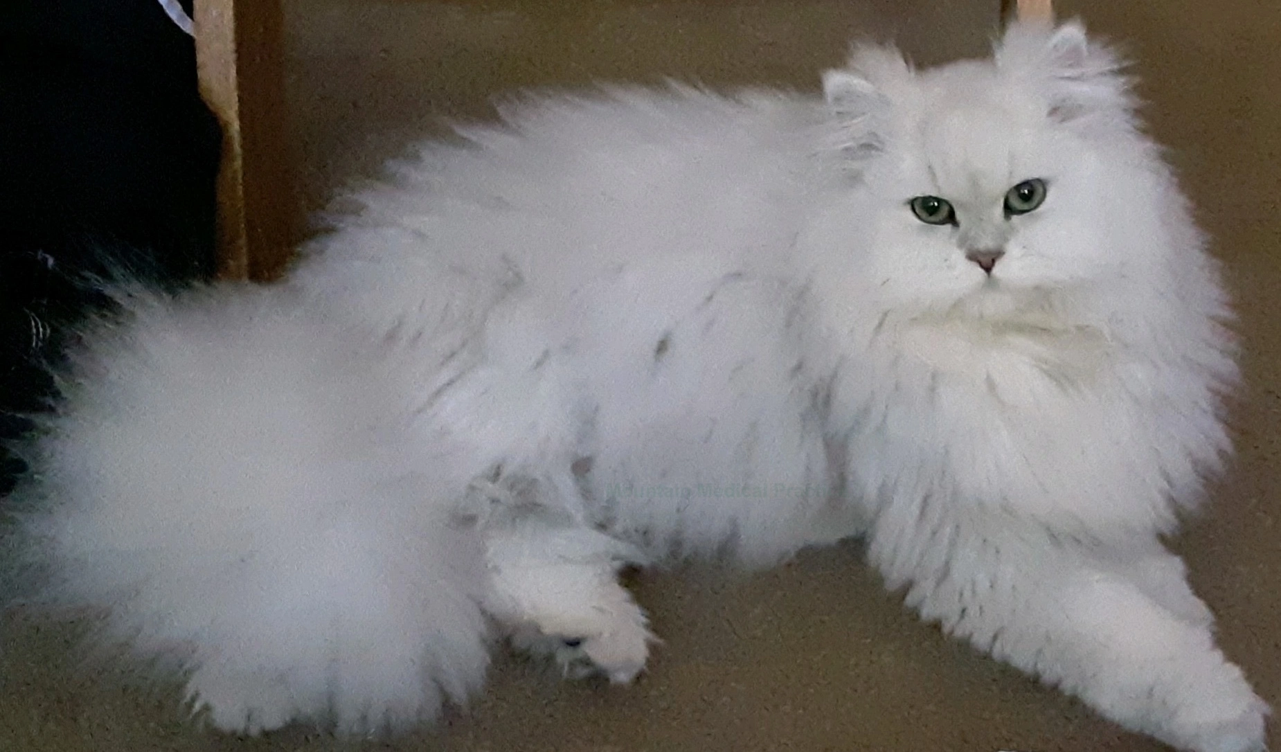 Dearheart Chinchilla Persian cat silver white with olive green eyes