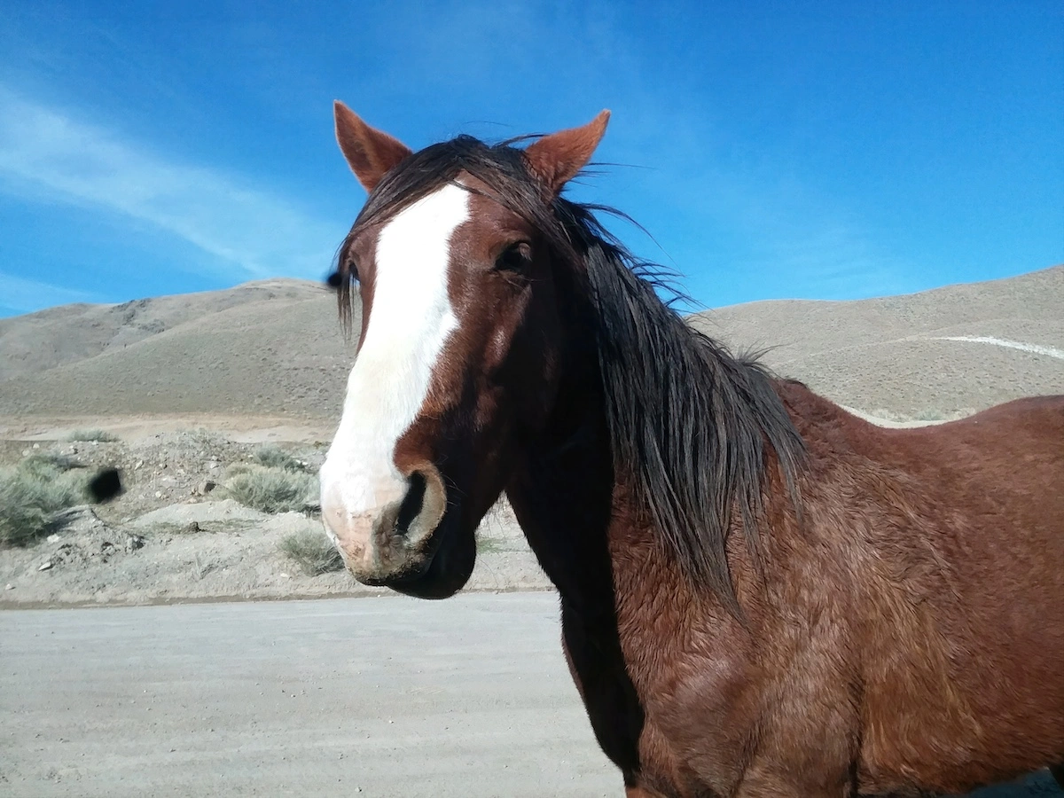 Wild mustang brown with white stripe on nose in Damonte Ranch area Nevada