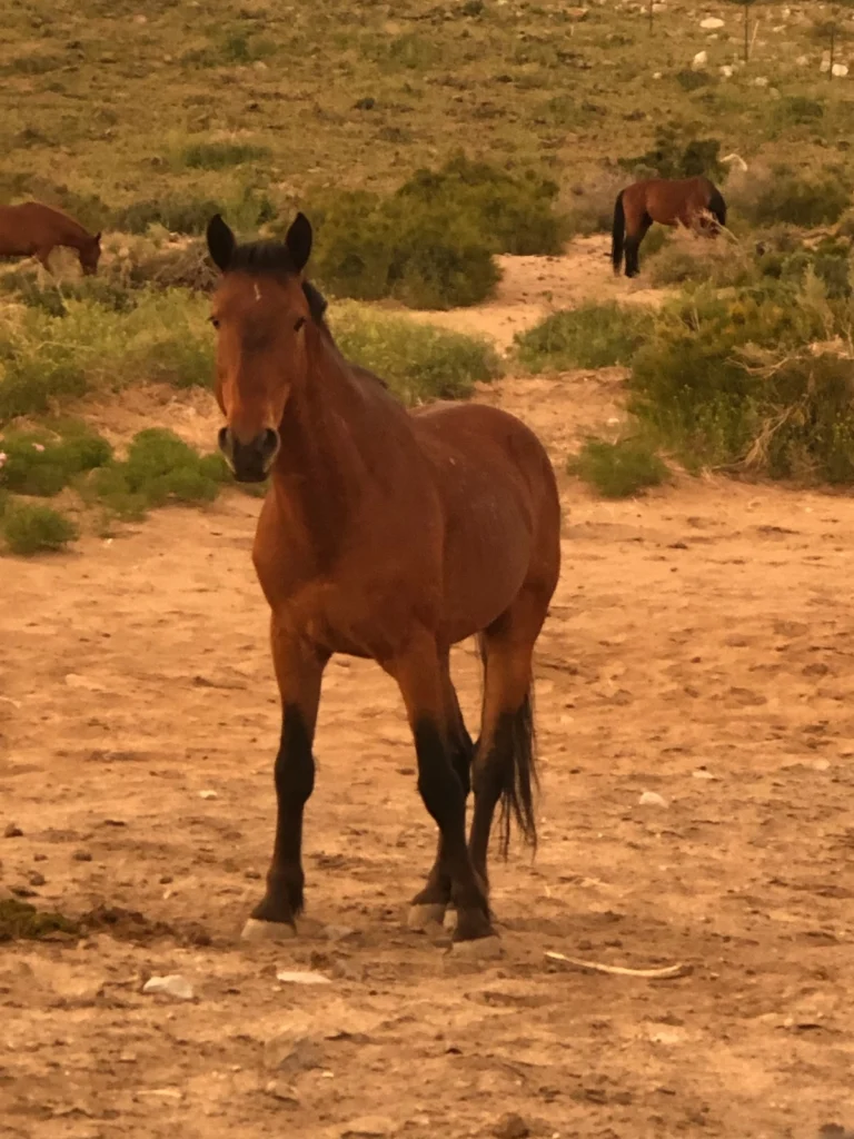 Wild mustang colored like Spirit the animated character facing straight on standing upright in the Nevada desert highlands