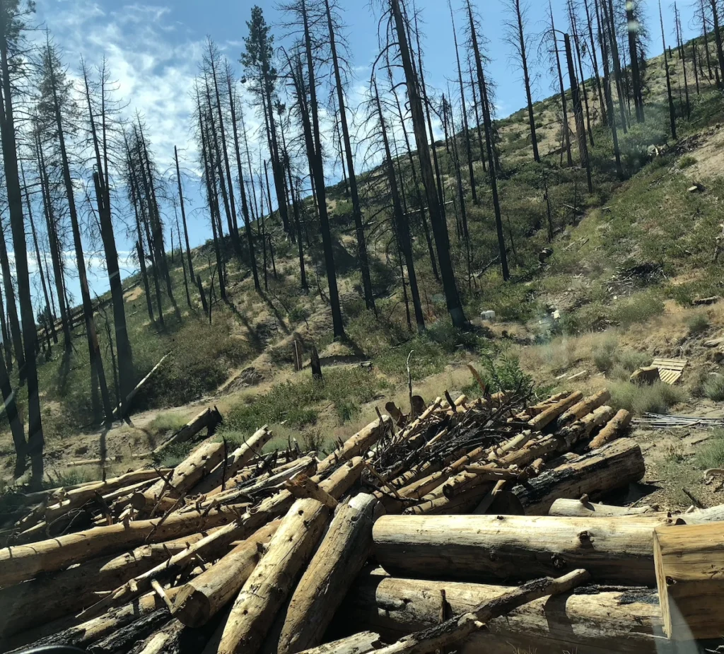 Burnt wood of many ponderosa pines in the Little Valley fire of 2016, a Sierra forested area in Washoe County, Nevada