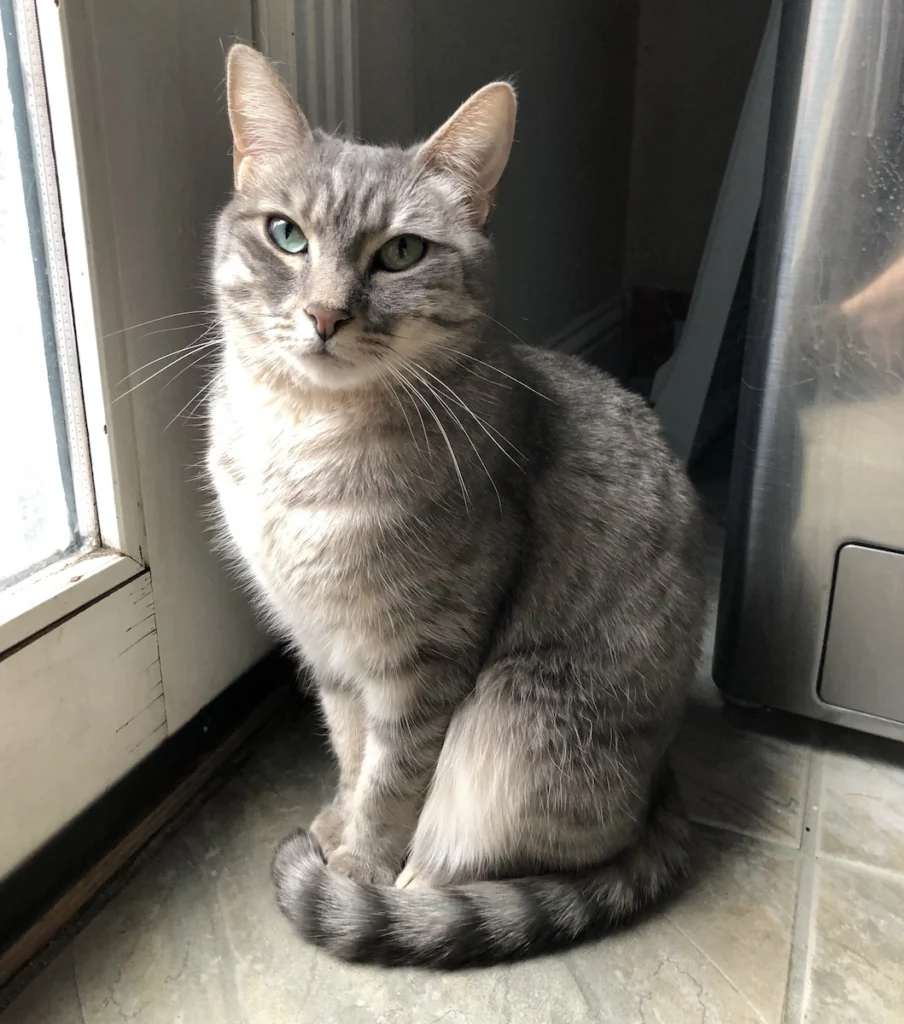 Gray tabby cat with emerald green eyes sitting with tail wrapped around paws