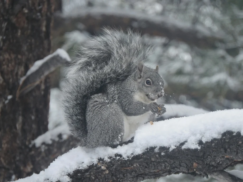 Sierra squirrel enjoying a pine nut on a snow-covered branch within the wooded grounds of Mountain Medical Practice